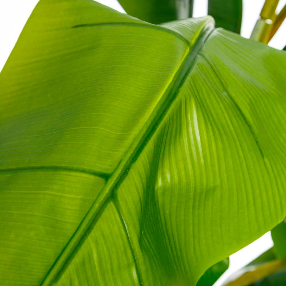 Planta Platanero verde - Imagen 4