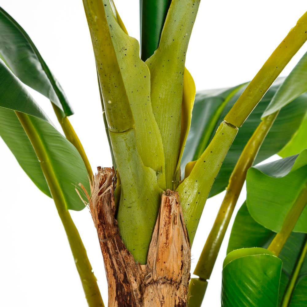 Planta Platanero verde - Imagen 2