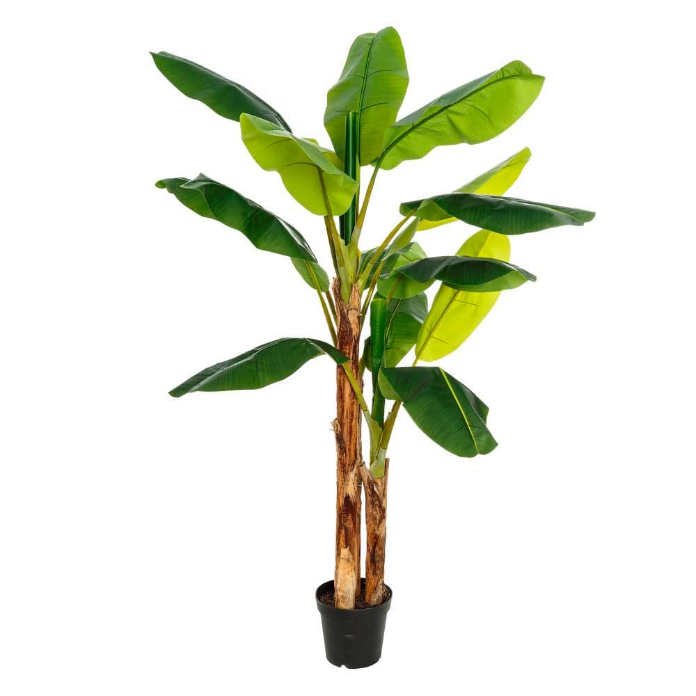 Planta Platanero verde